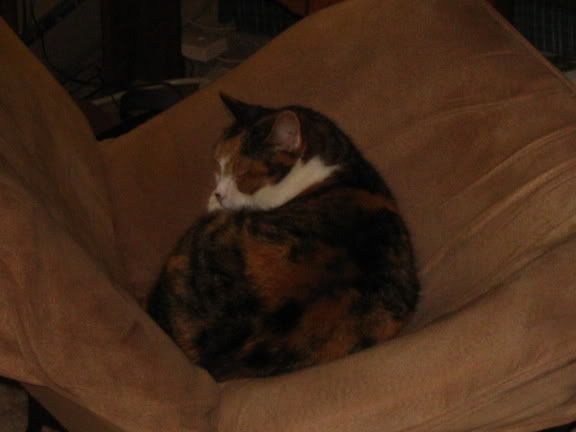 Pets022.jpg