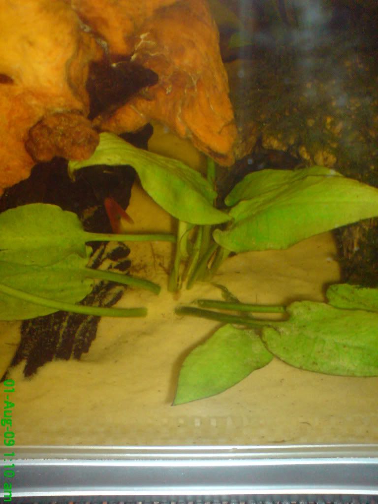 DSC01080.jpg