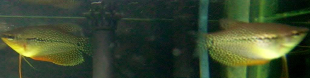 aquariumjan2012_5_zps1e7db931.jpg