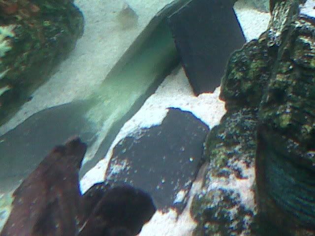 IMG00083-20110414-1736.jpg
