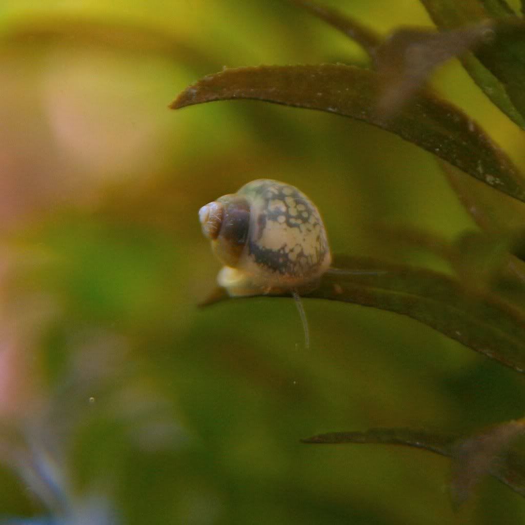 snail.jpg