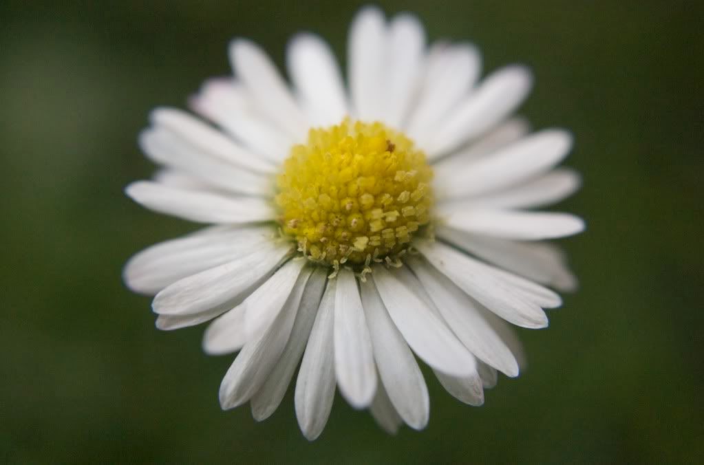 daisy.jpg