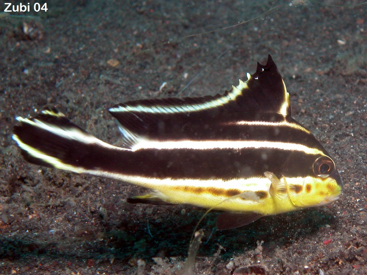 Diagramma-pictum-juv1.jpg