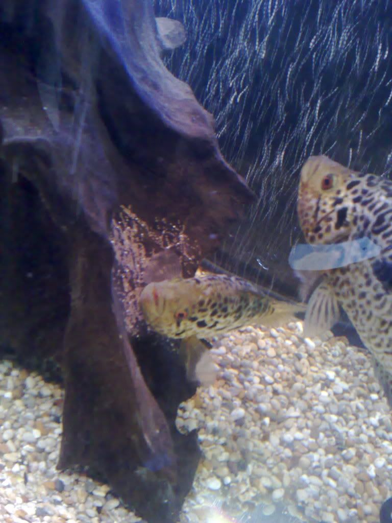 26052009389.jpg