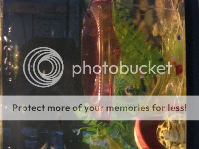 fishtank005.jpg
