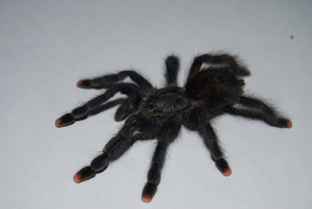 Avicularia.jpg