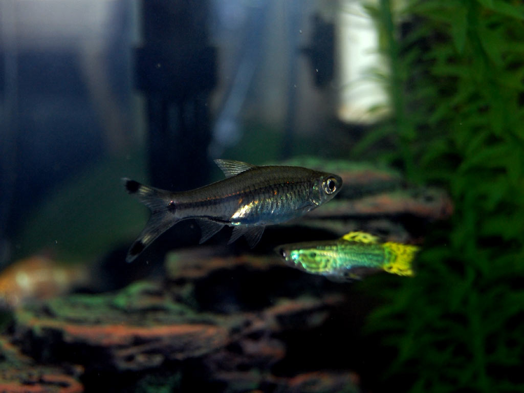 scissortail_rasbora1-1.jpg