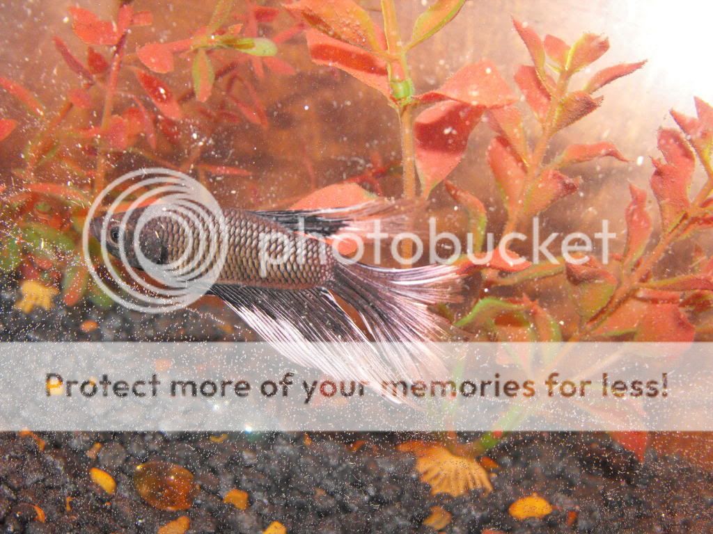 newfish018.jpg