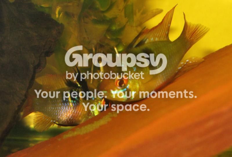GBRSpawning3_Pair111914.jpg