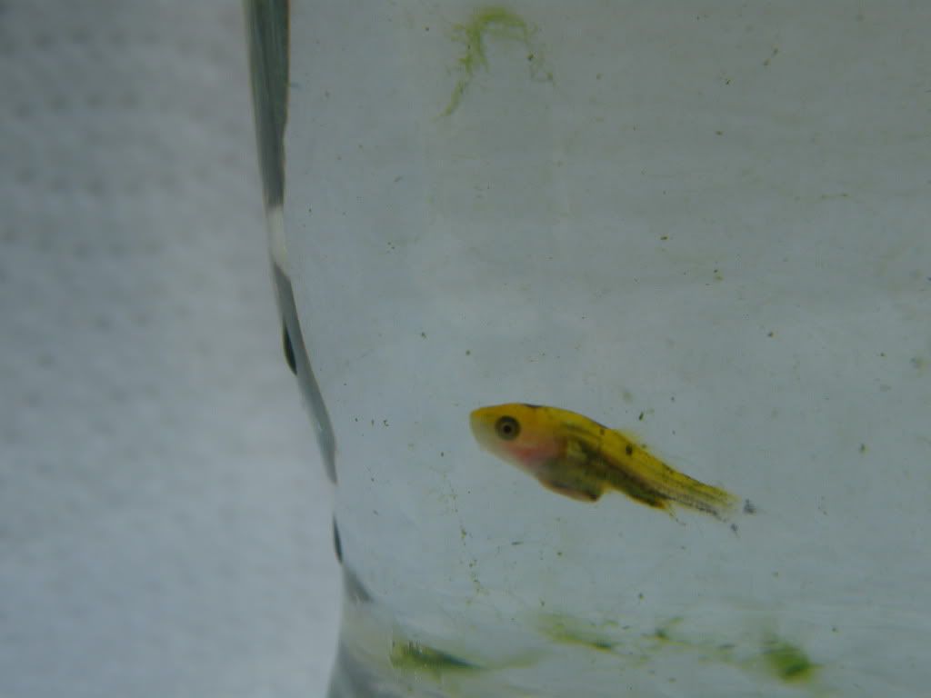 DSCF7035.jpg