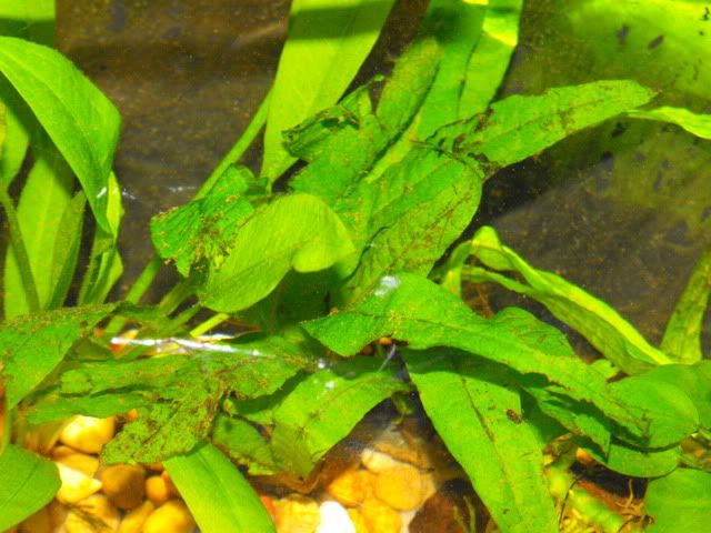 2010_0502fishtank0007.jpg
