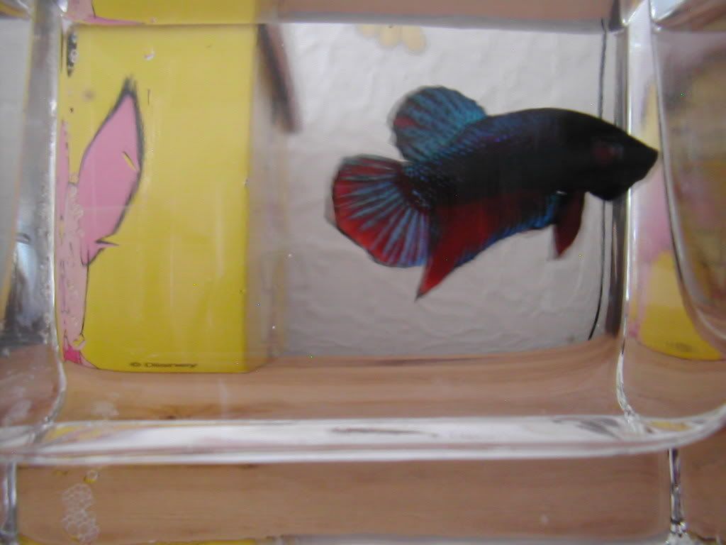 DSCN4316.jpg