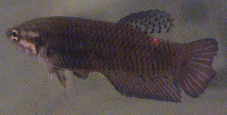 finrot13.jpg