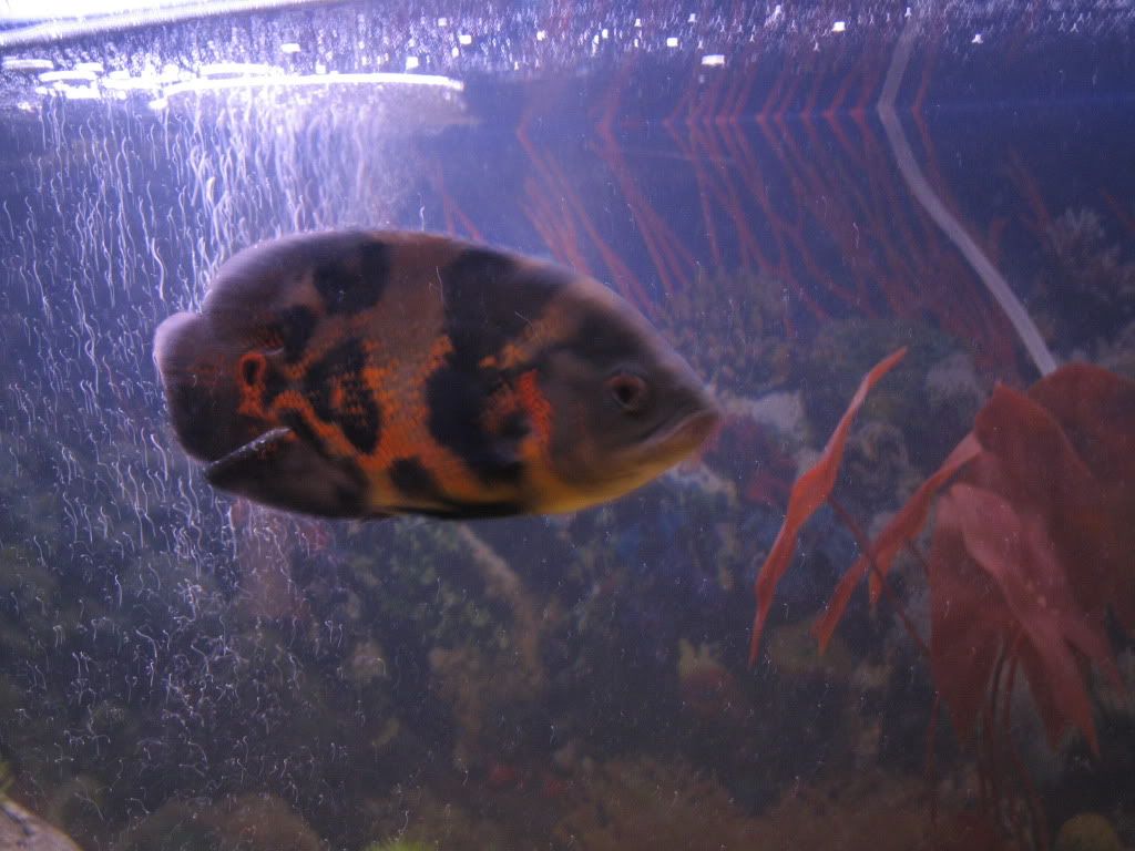 fish083.jpg