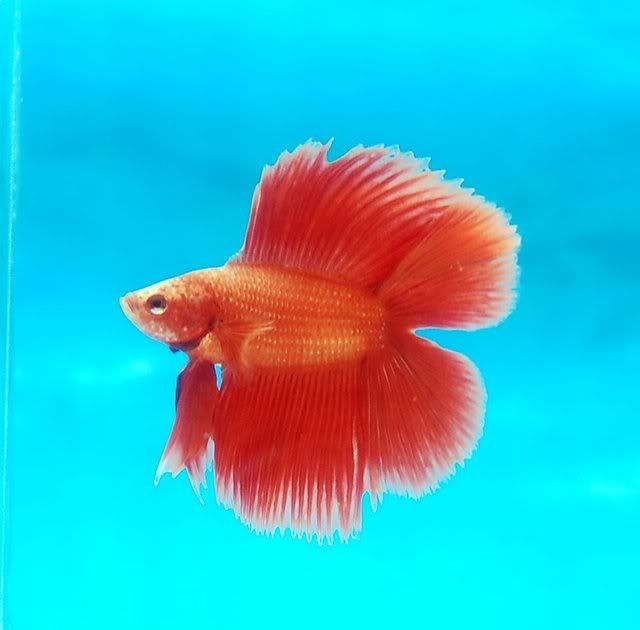 aquafiesta193.jpg