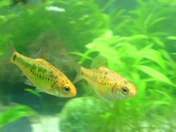 goldbarb.jpg