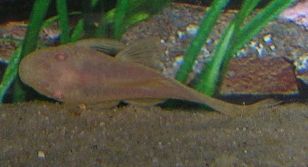 lightpleco1.jpg