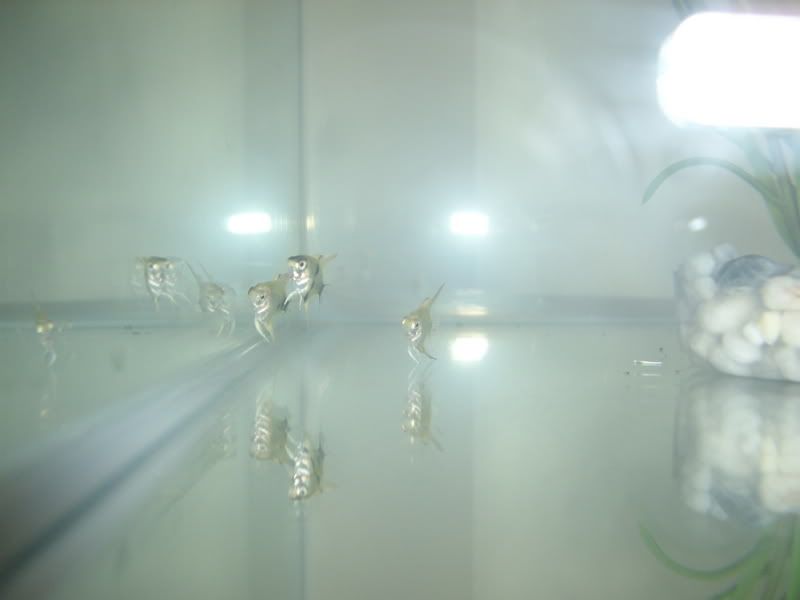 STA42109.jpg