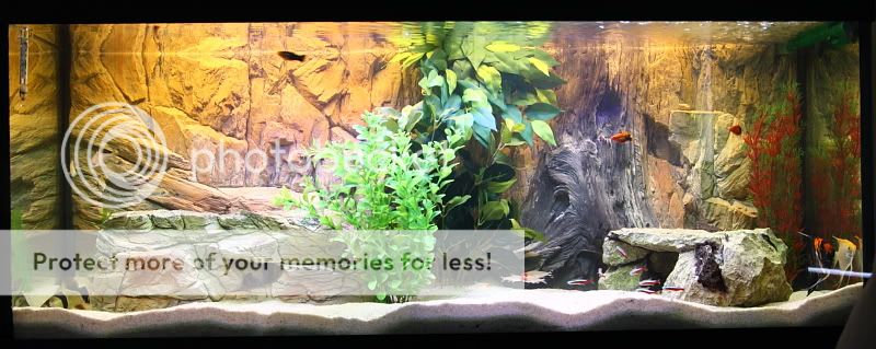 FishTank_18-09-10_1800.jpg