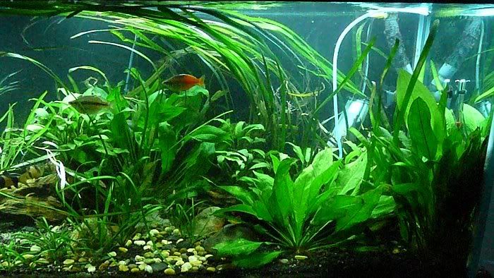 fish20108.jpg