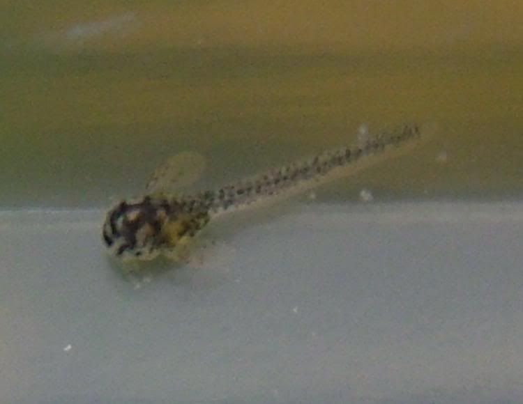2008_0929Image0034macro.jpg