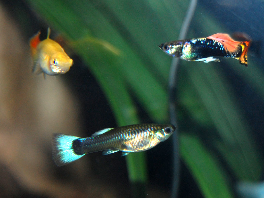 female_guppy2-1.jpg