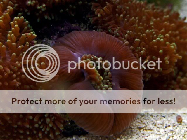 2009_0714Reef0083a.jpg