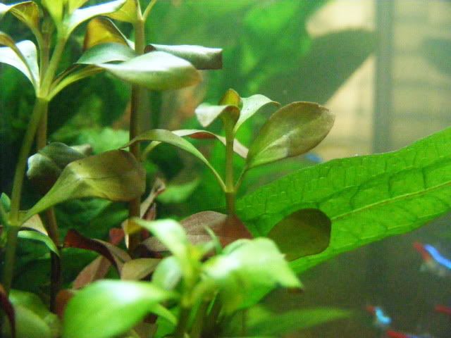 2010_0103fishcam0019.jpg
