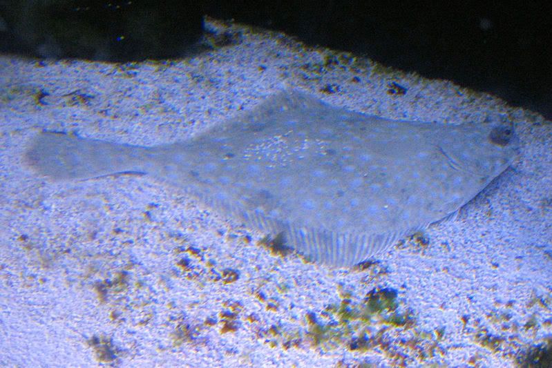 saltwater4.jpg