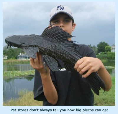 JPG_LENS_ae_bigfish.jpg