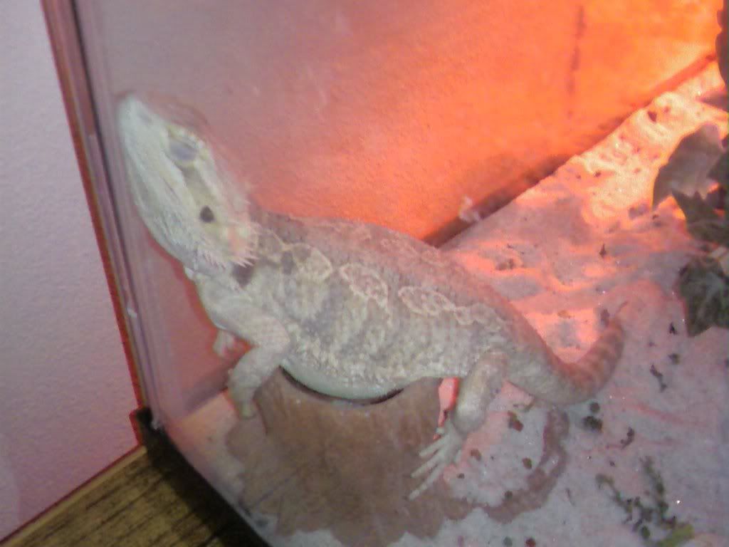 beardeddragon.jpg