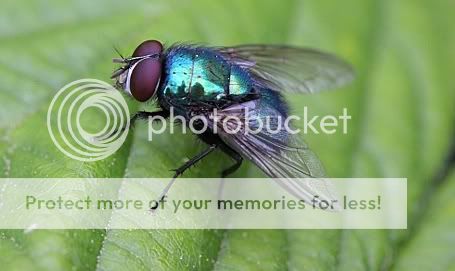 greenbottle2.jpg