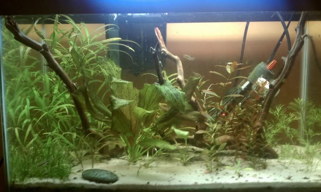 IMAG0154.jpg
