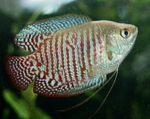 gourami.jpg
