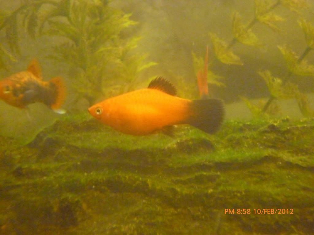 P1000715.jpg