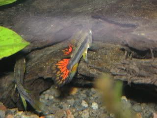 PICT0413.jpg