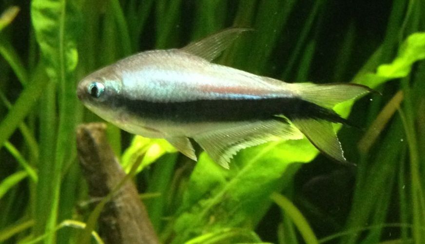 emperortetra.jpg