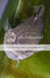 newtank0072.jpg