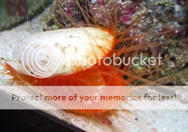 2009_1108Reef0005.jpg