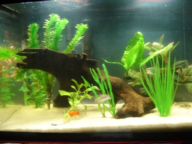 TankShot04_02_2006.jpg