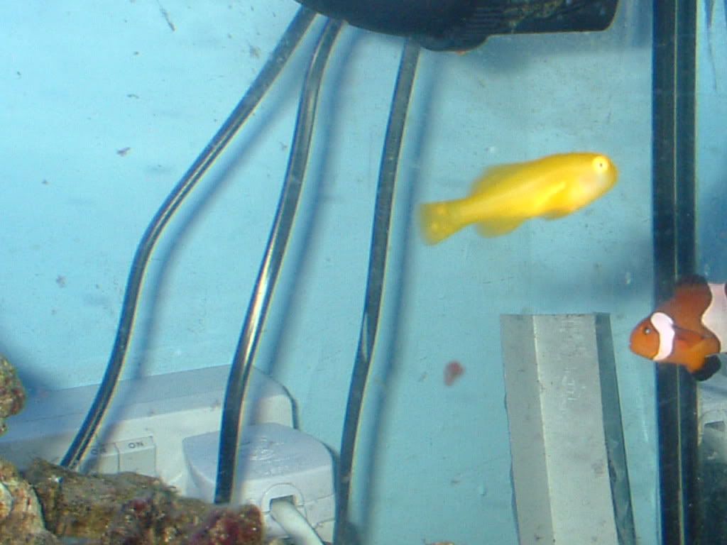 yellowcoralgoby7.jpg