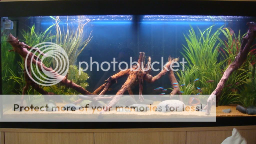 DSC00680.jpg