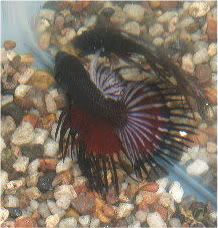 fishyang020-1.jpg