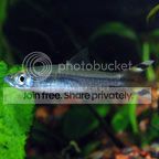 ScissorTailRasbora_zps4821eaa9.jpg