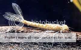 dragonfly_nymph2.jpg