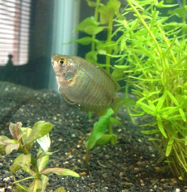NeonDwarfGouramiFemale_zps3ee08256.jpg