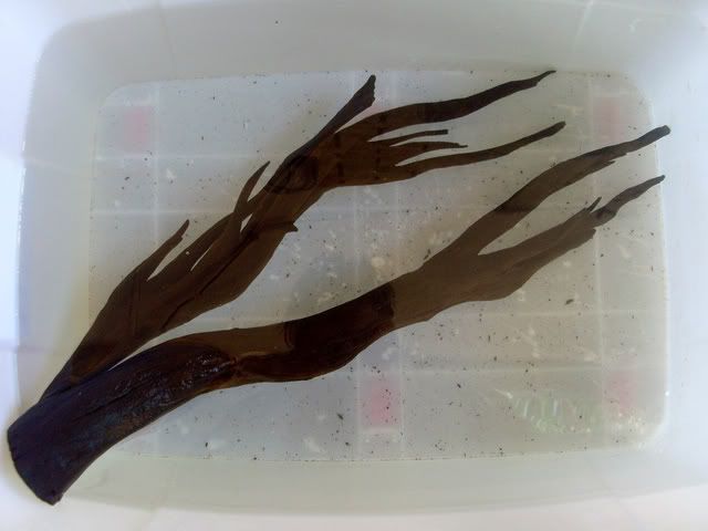 SL370290.jpg