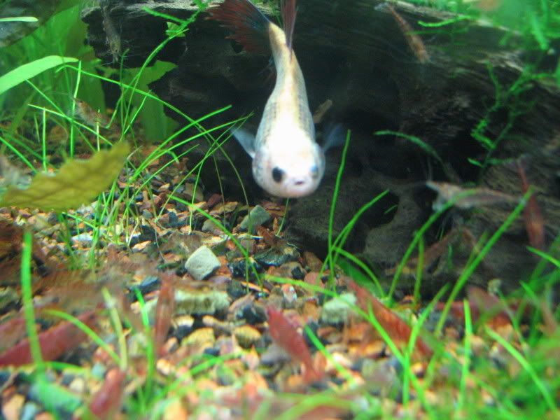 shrimpbettta026.jpg