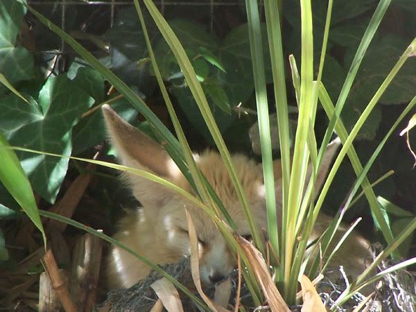 fennecfox.jpg