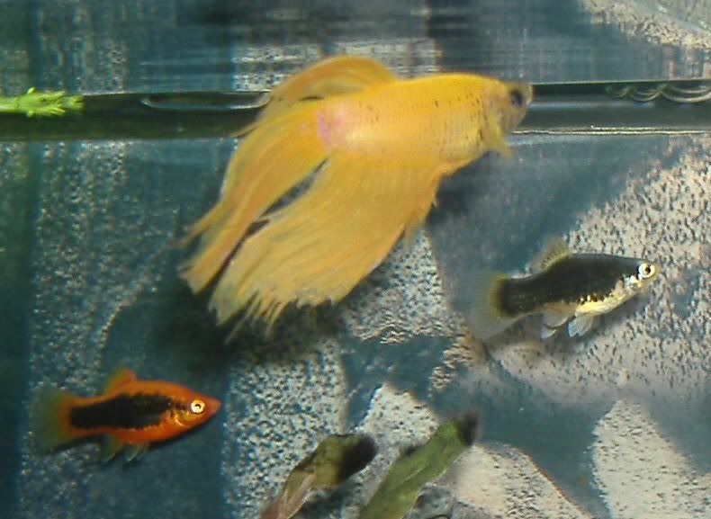 DSCF1584.jpg
